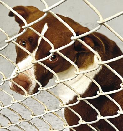 Jones County Animal Shelter seeks homes for pets | Jones County News