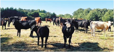 The cows at Stone Gable Farm are allowed to roam, and Weidner believes this makes the meat taste better because the cows are happier.