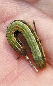 Armyworms invade local home lawns, gardens, crops