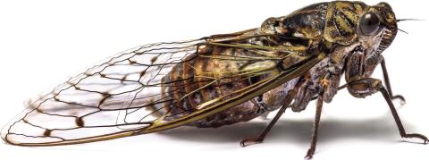 BROOD XIX & XIII cicada mania hits Middle Georgia
