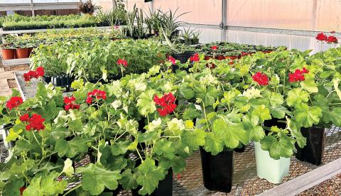A variety of different plants for sale at the spring plant sale Jones County FFA is having. ALAINA CLARKE/Staff