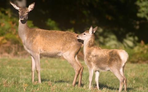 First case of Chronic-Wasting Disease in deer confirmed in Georgia