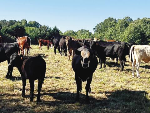 The cows at Stone Gable Farm are allowed to roam, and Weidner believes this makes the meat taste better because the cows are happier.