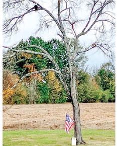 Eagle visit