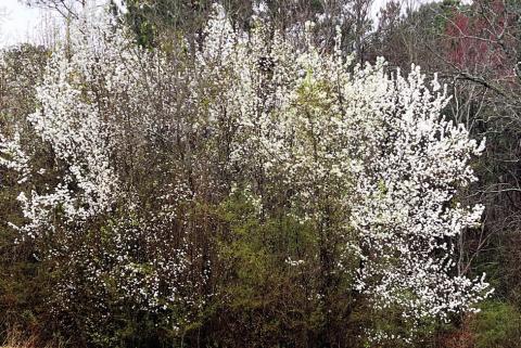 Get rid of your Bradford Pears
