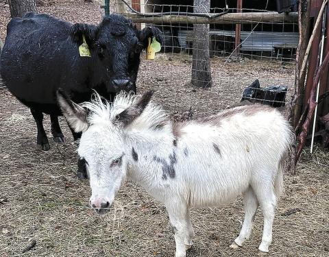 Steven Crager, the owner of Crager Hills Farm in Milledgeville, is providing micro-mini cows and donkeys for Gray’s Live Drive-Thru Nativity that runs each evening this Friday through Sunday. CONTRIBUTED