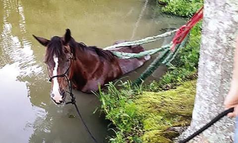 A horse in the process of being rescued from a local pond. CONTRIBUTED