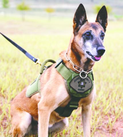 K9 Ella