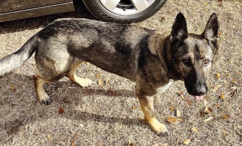 K9 Nesa serves with the Jones County Sheriff’s Office and is a recipient of the new bulletproof vest, valued at $1,000, from the Georgia Police K9 Foundation. CONTRIBUTED