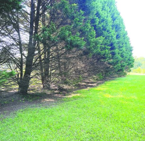 Dealing with Leyland Cypress trees