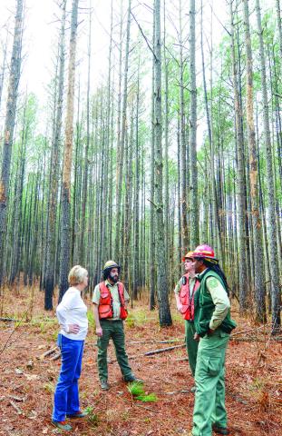 Stripped trees show the devastating effect of a significant Southern Pine Beetle infestation. IAN TOCHER/Staff