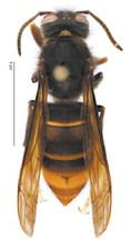 Yellow-legged hornet found in Georgia