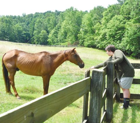 Woodland areas behind the main house for horses to graze and explore.