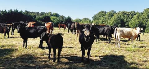 The cows at Stone Gable Farm are allowed to roam, and Weidner believes this makes the meat taste better because the cows are happier.