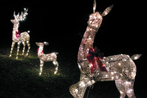 A reindeer family has made Lockerly Arboretum their home for the season. The mother cow is always looking out for visitors on the path as the father watches the calf. BAILEY MCCULLY/Staff