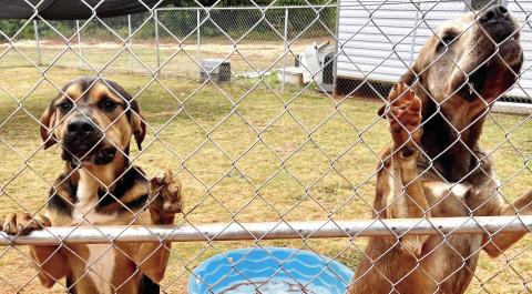 Two dogs at Jones County Animal Services waiting for someone in Jones County to adopt them. ALAINA CLARKE/Staff