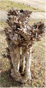Pruning your crape myrtles