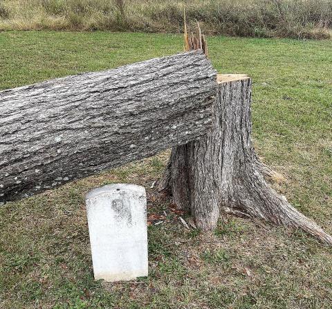 Thankfully the vandals were not successful in cutting down the tree, which could have destroyed the gravestone. COURTESY OF JCSO