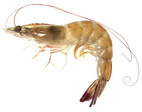 White shrimp legislated as Georgia’s official crustacean