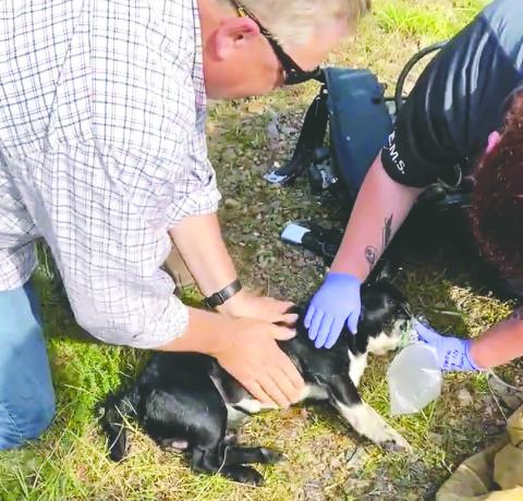 Dog pulled from fire, brought back to life
