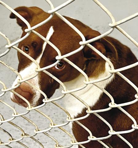 Dogs can be adopted at the Jones County Animal Shelter on Monticello Highway to loving homes.