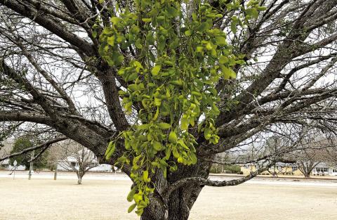 Is mistletoe a concern?