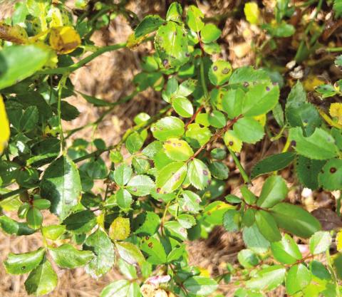 Leaf spots on ornamentals