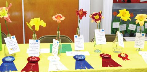 The winning daylilies from the June 4 daylily display set out in a row to show off to the public. NATHAN CLARKE/Contributed