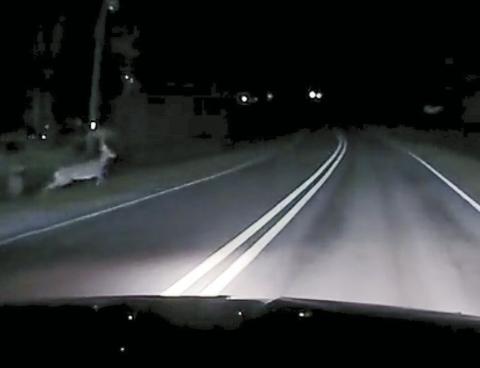 Oh, deer: danger to motorists continues into winter