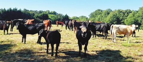 The cows at Stone Gable Farm are allowed to roam, and Weidner believes this makes the meat taste better because the cows are happier.