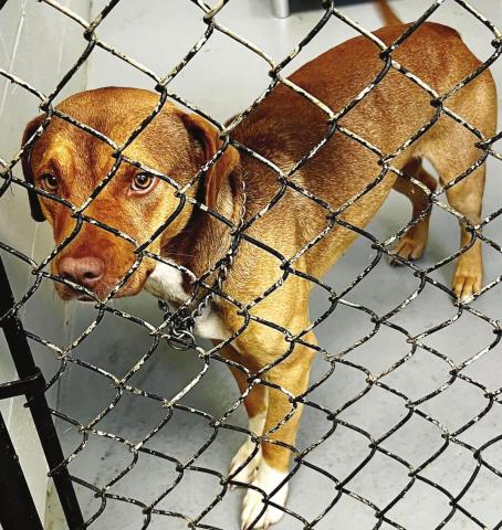 One of the dogs at the Jones County Animal Services that people in the community can adopt.