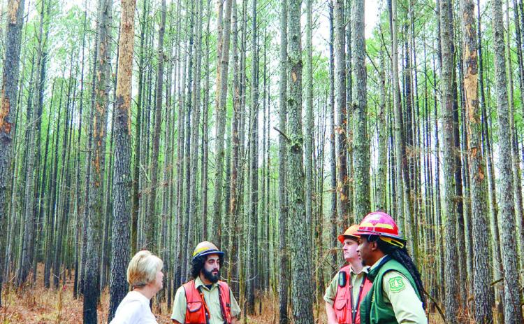 Stripped trees show the devastating effect of a significant Southern Pine Beetle infestation. IAN TOCHER/Staff